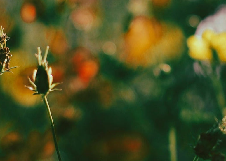 orange and green blurry floral background.